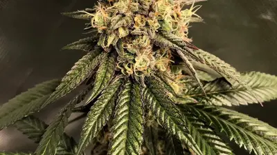 Goldslick by Ez Genetics cannabis strain