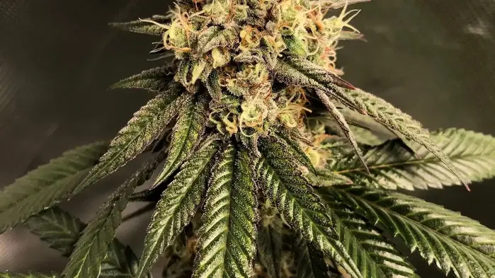 Goldslick by Ez Genetics cannabis strain