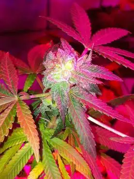 Gorilla Warfare by Love Genetics cannabis strain