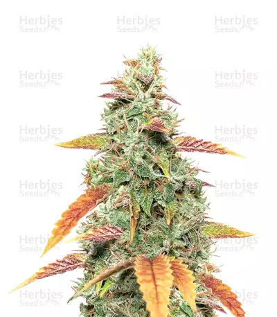 Goxuak Auto by Genehtik, Autoflower cannabis strain