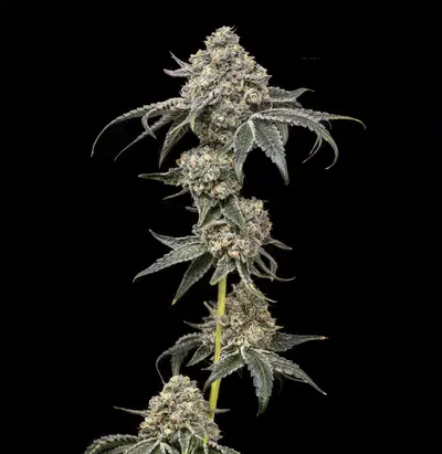 Gpii by Offensive Selections cannabis strain