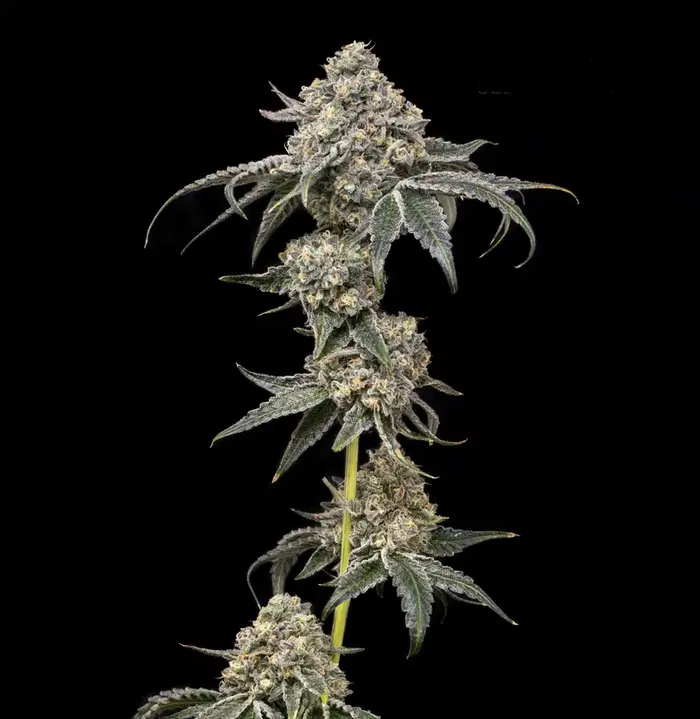 Gpii by Offensive Selections cannabis strain