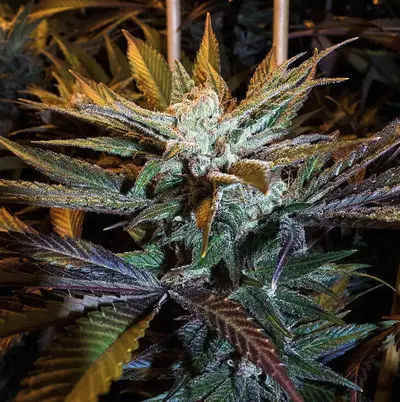 Grandmas Sugar Cookies by Johnston S Genetics cannabis strain