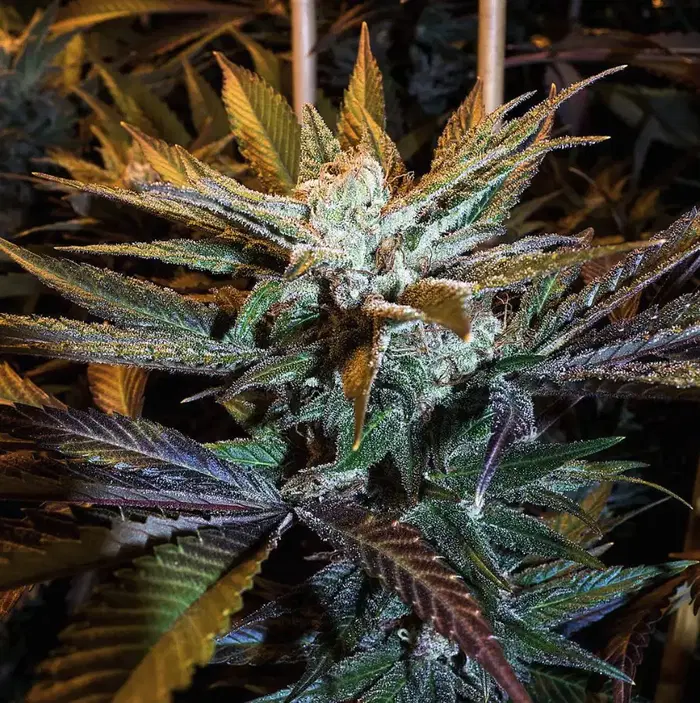 Grandmas Sugar Cookies by Johnston S Genetics cannabis strain
