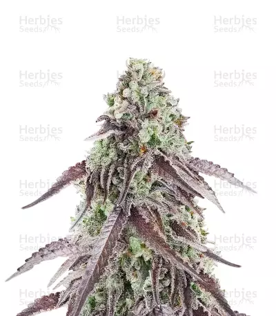 Granny Candy by Humboldt Seed Company, Photoperiod cannabis strain