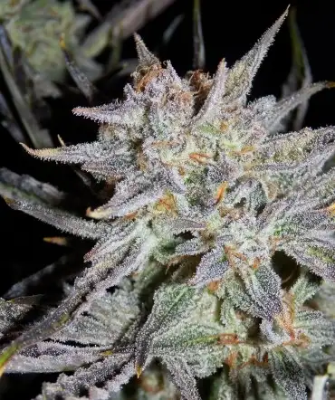 Grape Crinkle by Mephisto Genetics, Autoflower cannabis strain