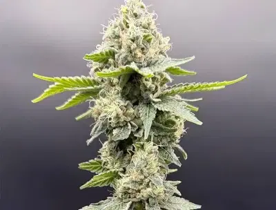 Grape Ghost by Common Wealth Seed Co cannabis strain