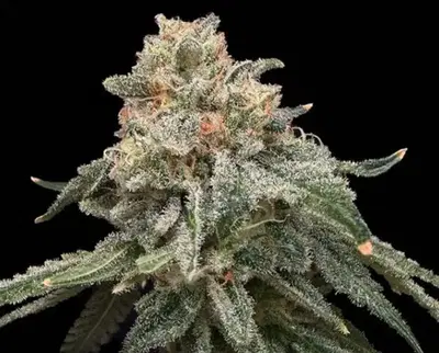 Grape Goblin by Common Wealth Seed Co cannabis strain