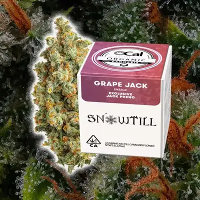 Grape Jack by Snowtill cannabis strain