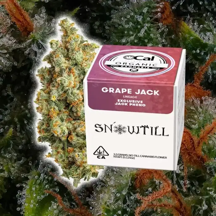 Grape Jack by Snowtill cannabis strain