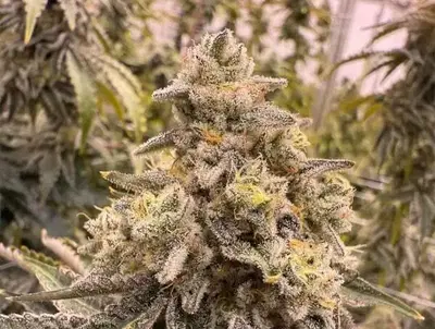 Grape Krush by Common Wealth Seed Co cannabis strain