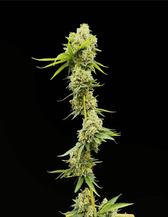 Grape Safari by Common Wealth Seed Co cannabis strain