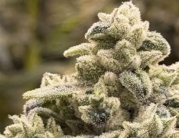 Grape Sunshine S1 by Common Wealth Seed Co cannabis strain