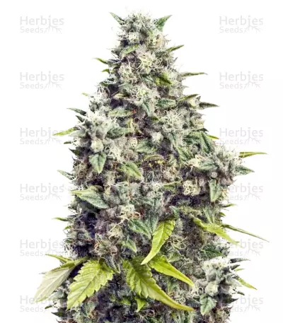 Grapefruit Autoflowering by Canuk Seeds, Autoflower cannabis strain