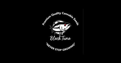 Grapplez by Black Tuna Seeds, Photoperiod cannabis strain