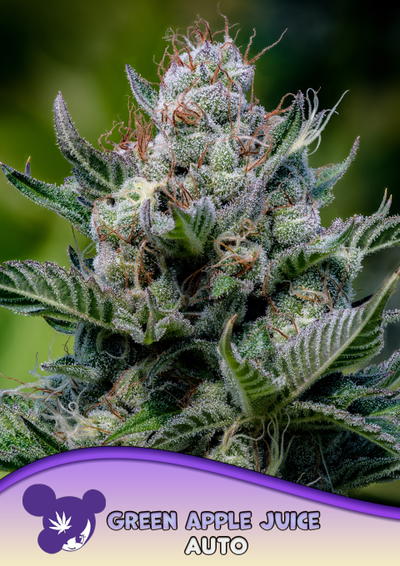 Green Apple Juice Auto cannabis strain