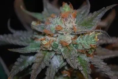 Green Dragon Regular by Master Thai cannabis strain