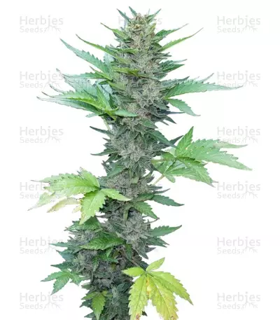 Green Poison Fast Version by Sweet Seeds, Photoperiod cannabis strain