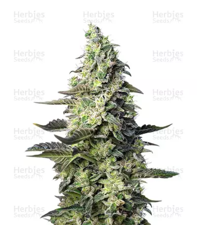 Green Poison XL Auto by Sweet Seeds, Autoflower cannabis strain