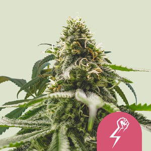 Green Punch Automatic by Urban Legends, Autoflower cannabis strain