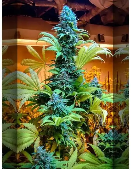 Grimmdica Regular by Brothers Grimm Seeds cannabis strain