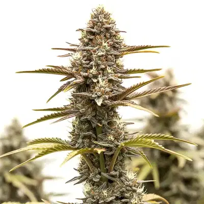 Grizzly Purple Kush by Blimburn Seeds, Photoperiod cannabis strain