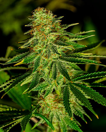 Buy $100 OG Seeds Cannabis Seeds by Growers Choice Seeds, Photoperiod cannabis strain