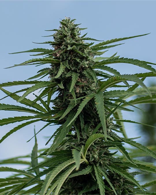 $100 OG by Growers Choice Seeds, Photoperiod cannabis strain