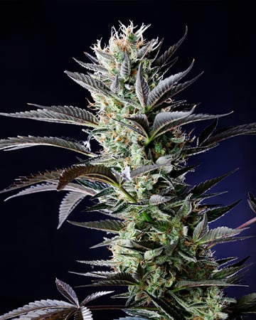 Premium-Grade 707 Headband Cannabis Seeds by Growers Choice Seeds, Photoperiod cannabis strain