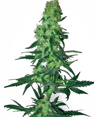 Buy 9 Pound Hammer Cannabis Seeds by Growers Choice Seeds, Photoperiod cannabis strain