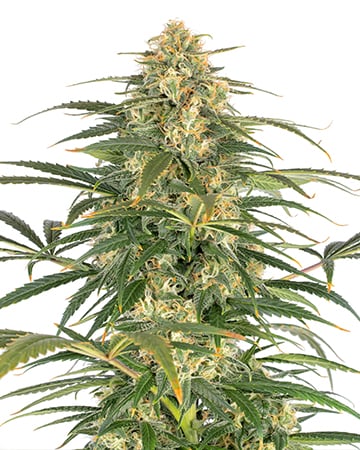 Premium Afghani Kush Seeds by Growers Choice Seeds, Photoperiod cannabis strain