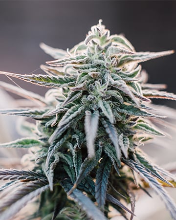 Premium Albino Kush Cannabis Seeds by Growers Choice Seeds, Photoperiod cannabis strain