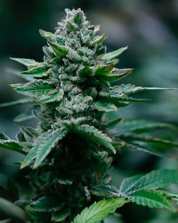 Superior Alien OG Cannabis Seeds by Growers Choice Seeds, Photoperiod cannabis strain