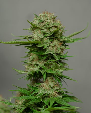 American Haze by Growers Choice Seeds, Photoperiod cannabis strain