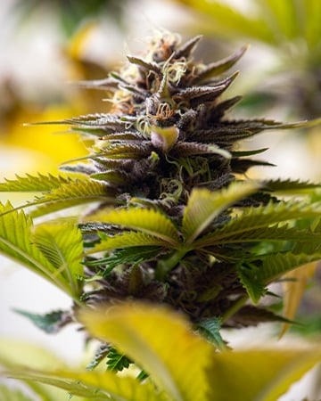 High-Potency Amherst Diesel Cannabis Seeds by Growers Choice Seeds, Photoperiod cannabis strain