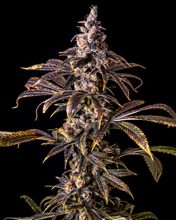 Premium Animal Mints Seeds by Growers Choice Seeds, Photoperiod cannabis strain