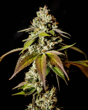 Premium-Grade Apple Fritter Cannabis Seeds by Growers Choice Seeds, Photoperiod cannabis strain