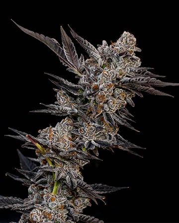 High-Potency Asian Fantasy Seeds by Growers Choice Seeds, Photoperiod cannabis strain
