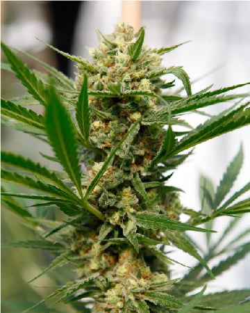 Premium Avidekel by Growers Choice Seeds, Photoperiod cannabis strain