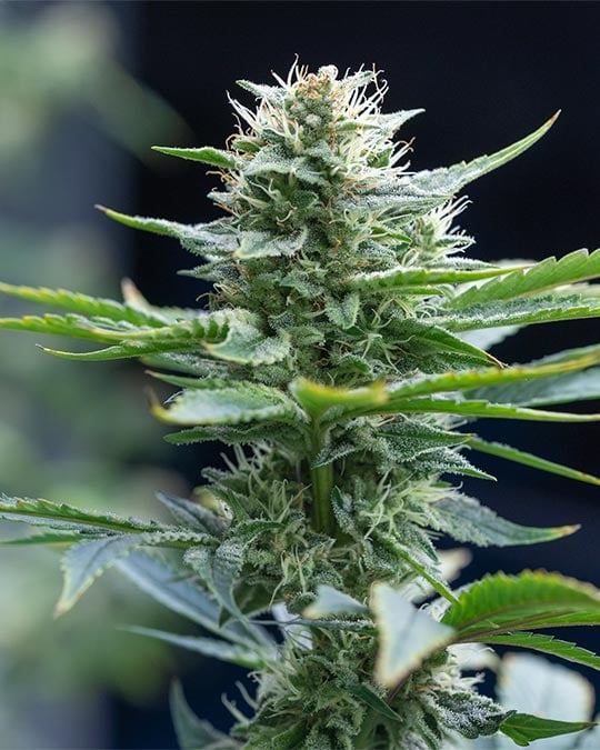 Superior Bay 11 Cannabis Seeds by Growers Choice Seeds, Photoperiod cannabis strain
