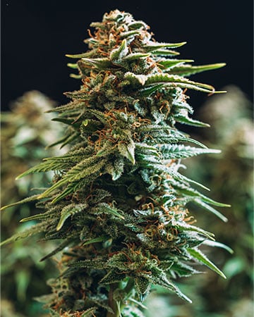 Top-Quality Big Wreck by Growers Choice Seeds, Photoperiod cannabis strain
