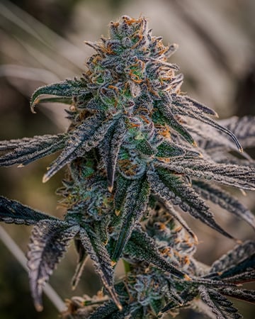 Buy Birthday Cake Seeds by Growers Choice Seeds, Photoperiod cannabis strain
