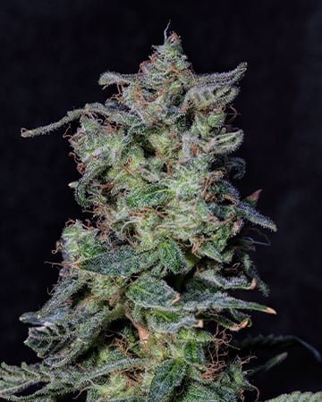Premium-Grade Black Cherry Punch Cannabis Seeds by Growers Choice Seeds, Photoperiod cannabis strain
