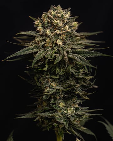 Top-Quality Black Cherry Soda Cannabis Seeds by Growers Choice Seeds, Photoperiod cannabis strain