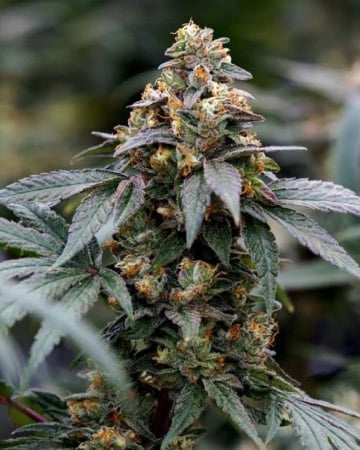Black Mamba Seeds by Growers Choice Seeds, Photoperiod cannabis strain