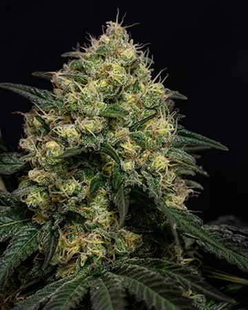 Finest Black Runtz Cannabis Seeds by Growers Choice Seeds, Photoperiod cannabis strain