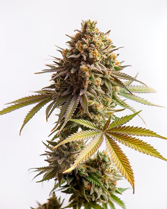 Superior Blackberry Kush Cannabis Seeds by Growers Choice Seeds, Photoperiod cannabis strain