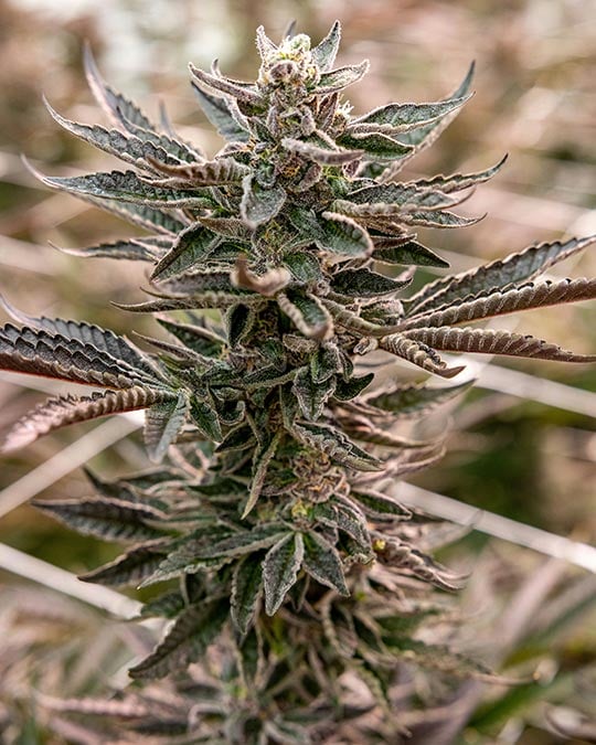 Premium Blue Mango Cannabis Seeds by Growers Choice Seeds, Photoperiod cannabis strain