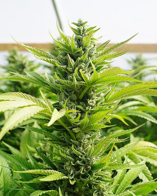 Top-Quality Blue Nerds Cannabis Seeds by Growers Choice Seeds, Photoperiod cannabis strain