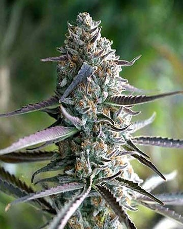 Top-Quality Blue Runtz Cannabis Seeds by Growers Choice Seeds, Photoperiod cannabis strain